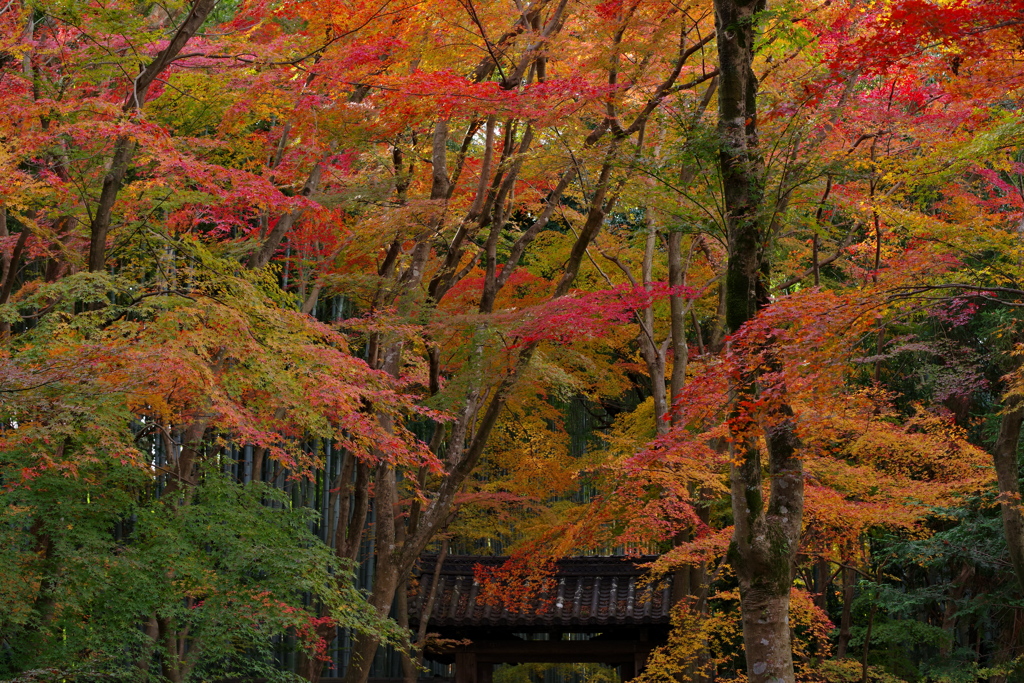 紅葉の天井