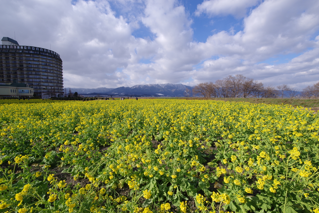 菜の花