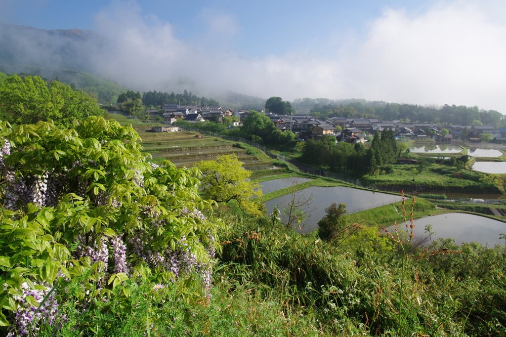 朝霧が晴れて①