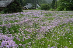 北山友禅菊の里