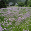 北山友禅菊の里