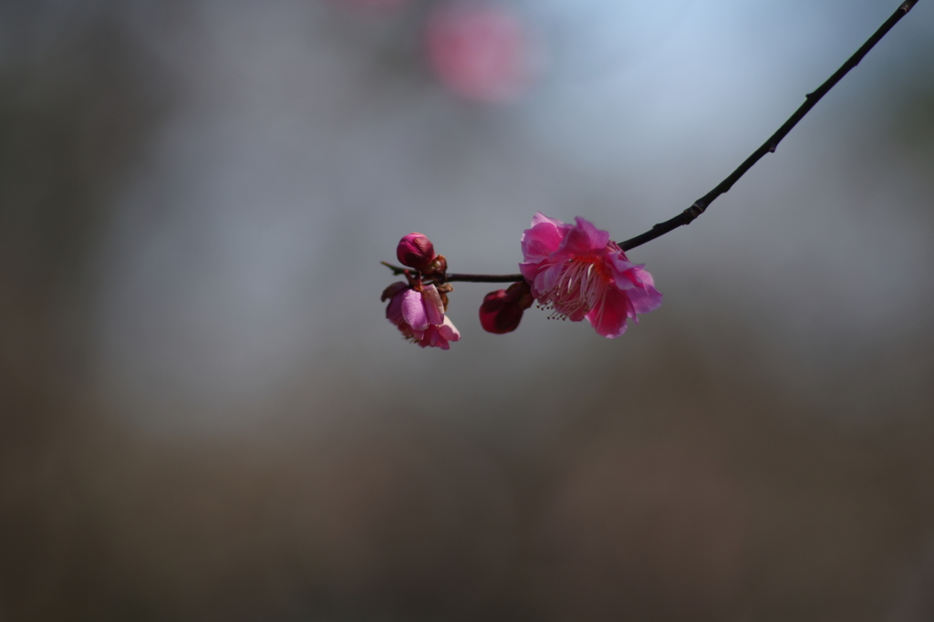天神さんの紅梅