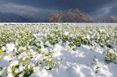 雪のあと