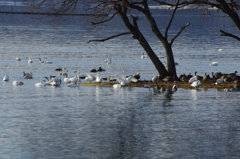 水鳥達の楽園