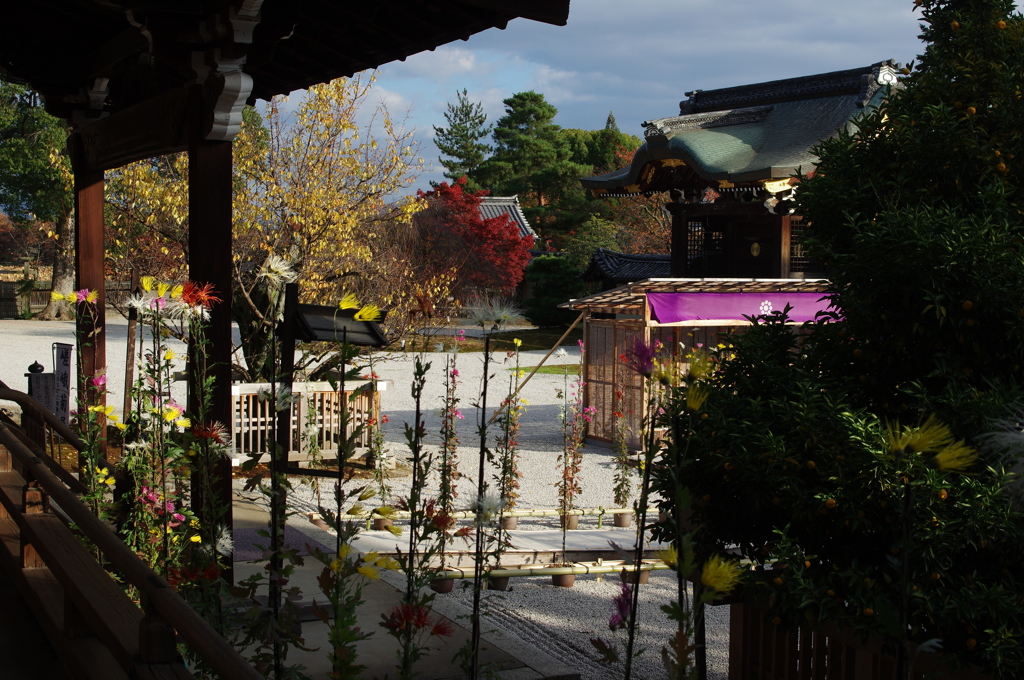 大覚寺の嵯峨菊