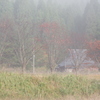 川霧の朝　Ⅱ