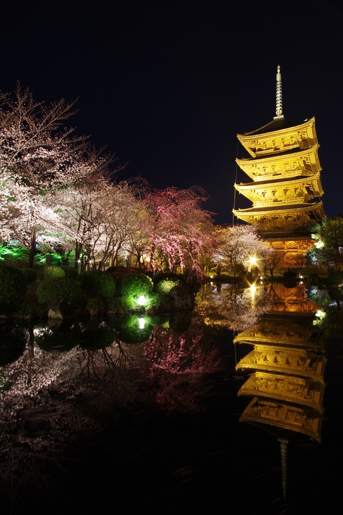 東寺の桜⑥