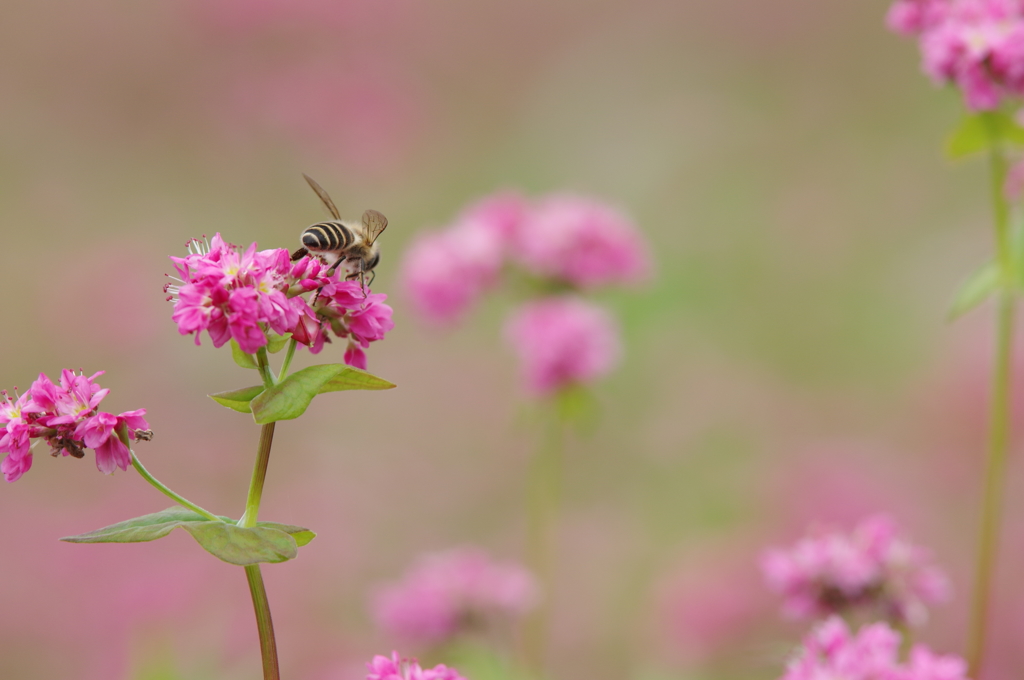 赤そばの花