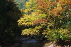 気になる木