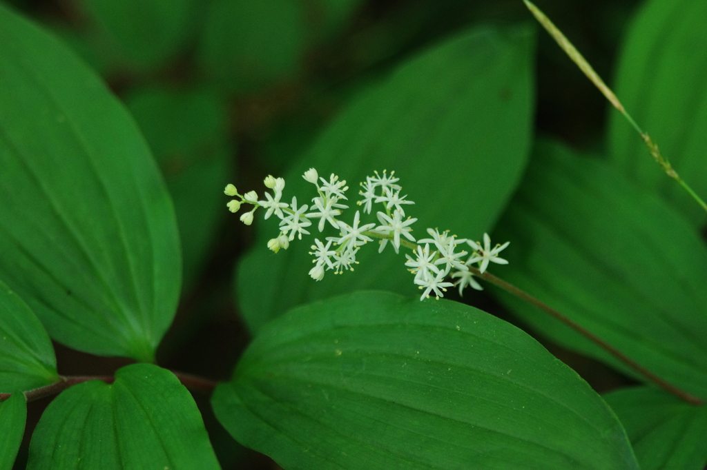 白山の花　6月
