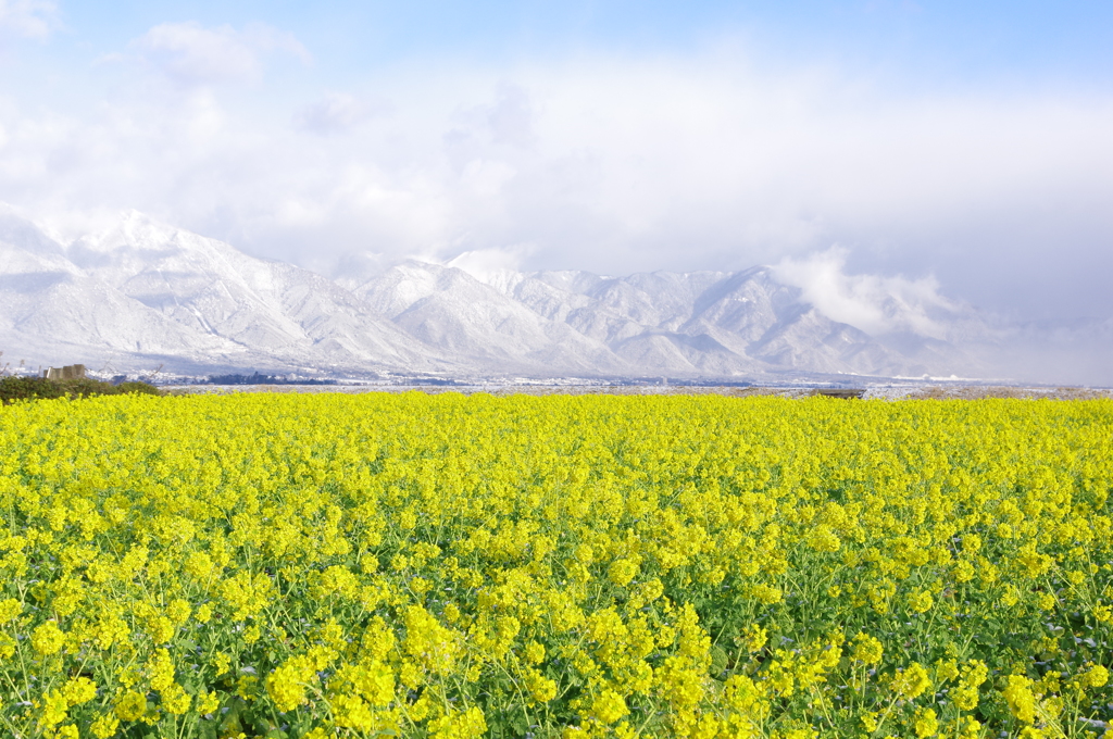 雪煙の比良山と、菜の花畑