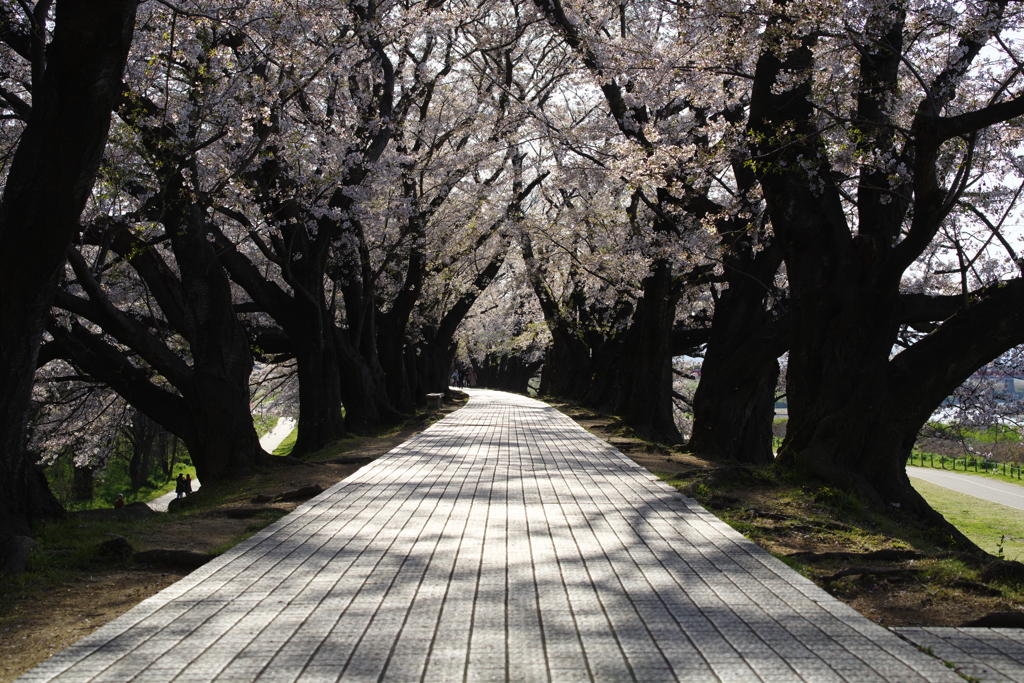 さくら道