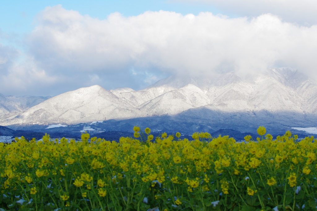 雪山と菜の花