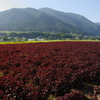 大原、夏の風物詩