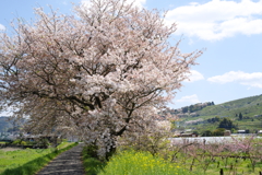さくらの風景
