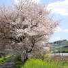 さくらの風景