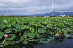 ちょと涼しい夏の朝