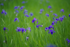 BLUE & GREEN