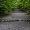 嵯峨野、青もみじ     /  京の旅 Ⅶ