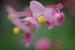 初秋の花　- 秋海棠 -