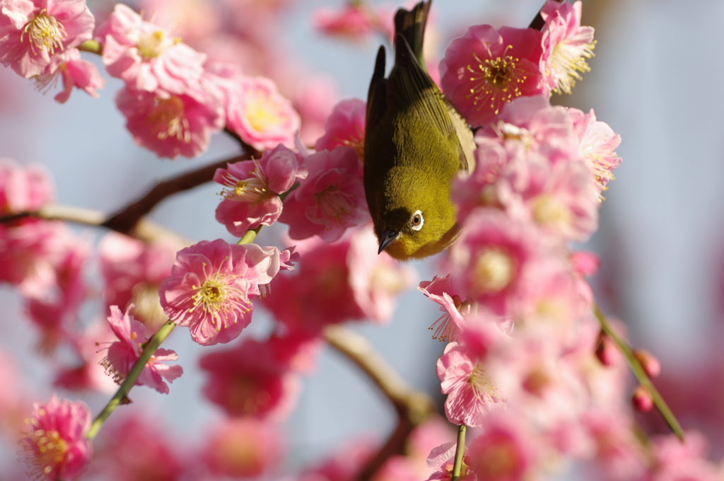 野生の眼光