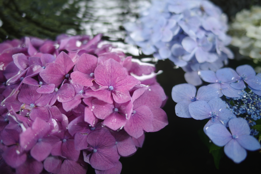 花手水を愛でる