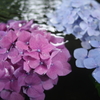 花手水を愛でる