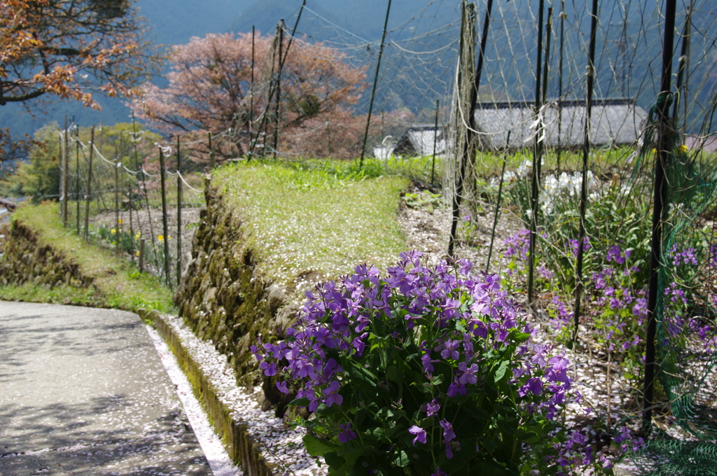 花の郷