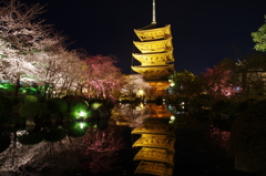 東寺の桜⑤