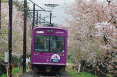 桜の嵐電　②