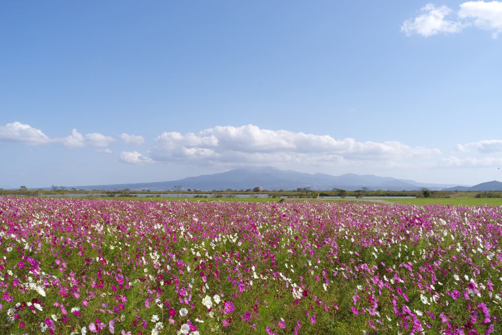 コスモス畑と雲仙岳