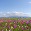 コスモス畑と雲仙岳
