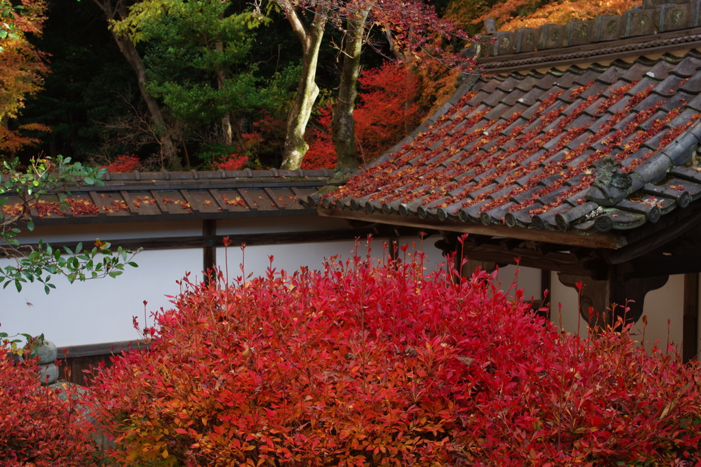 ツツジの紅葉