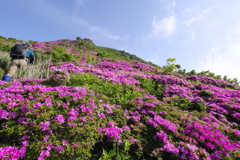 ミヤマキリシマ咲く、九重連山