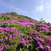 ミヤマキリシマ咲く、九重連山