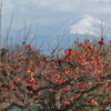 柿と伊吹山