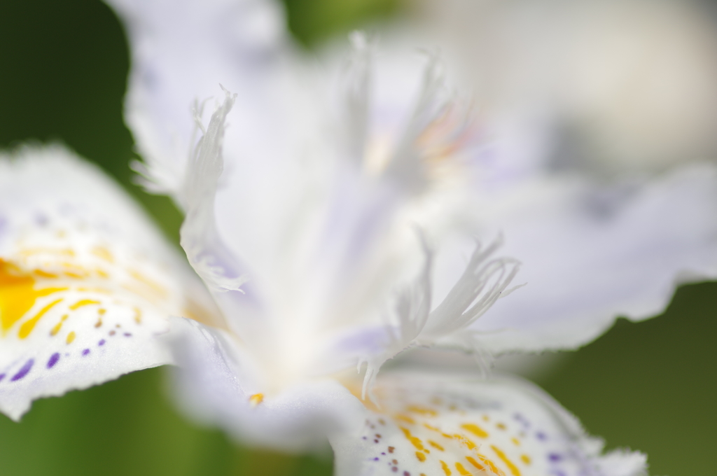 Iris japonica　　２