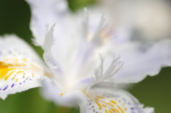 Iris japonica　　２