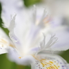 Iris japonica　　２