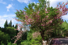 八重桜の峠　Ⅱ
