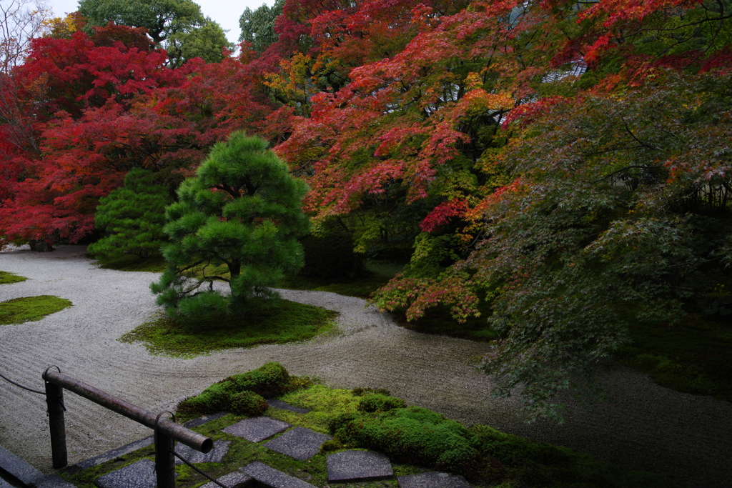 京都紅葉便り
