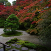 京都紅葉便り