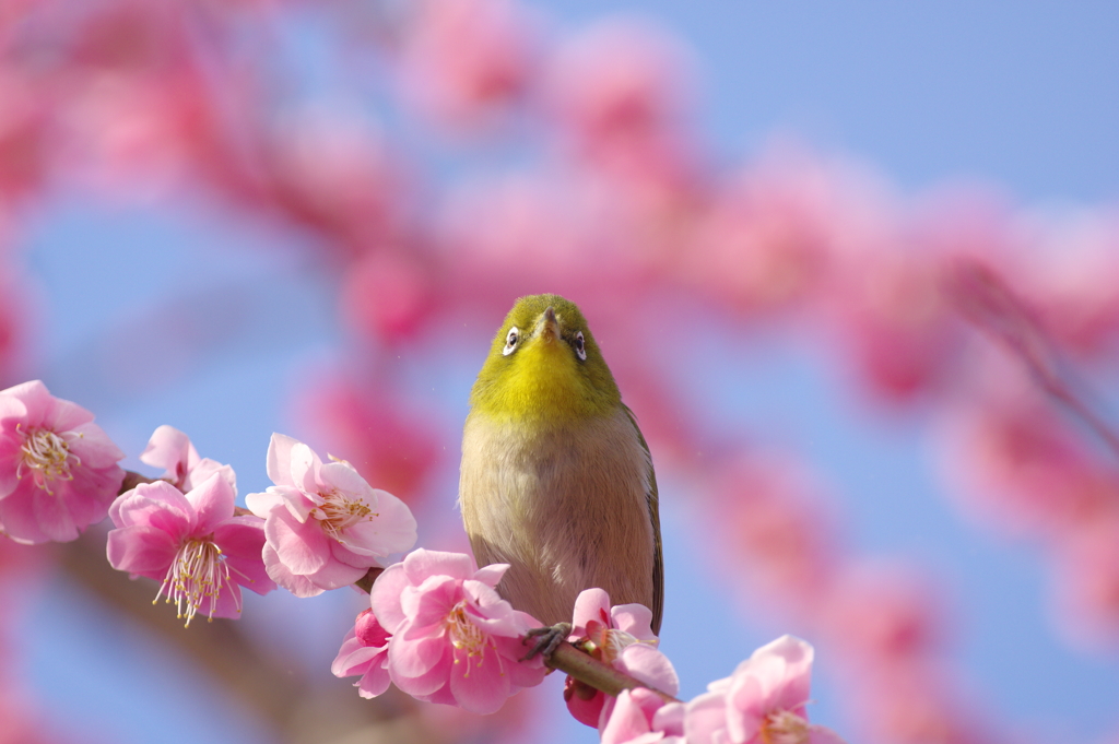 はいポ～ズ