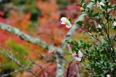 紅葉に映えて