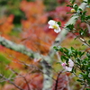 紅葉に映えて