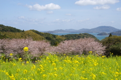 さくらの風景