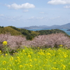 さくらの風景