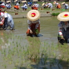 お米を育む