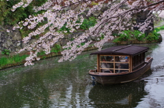 八幡堀の桜風景③