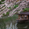 八幡堀の桜風景③